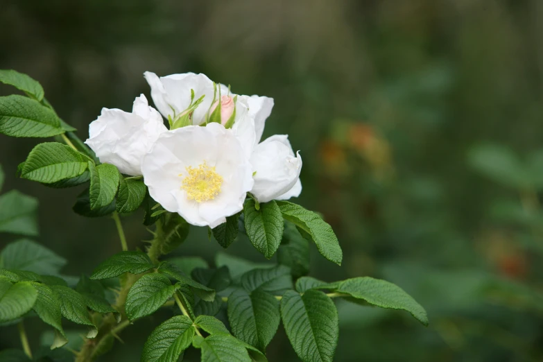 a group of white flowers with green leaves