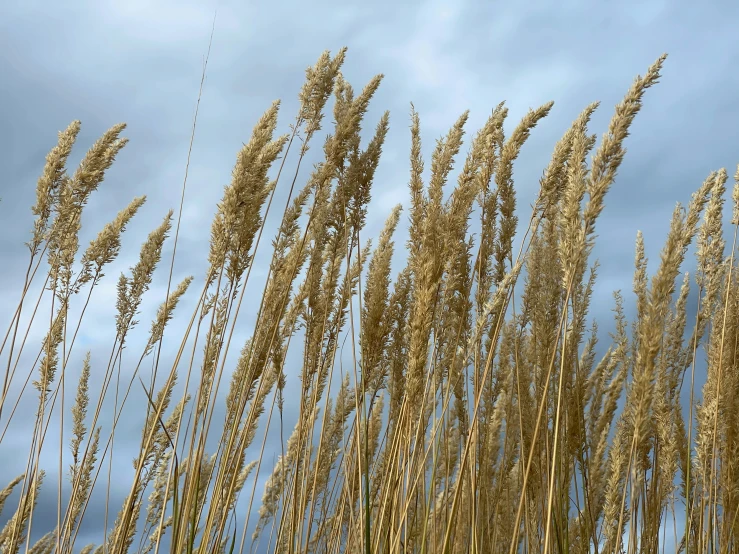 a close up picture of tall dry plants