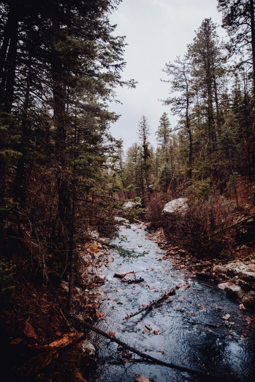 stream running through an autumn forest with snow on the ground