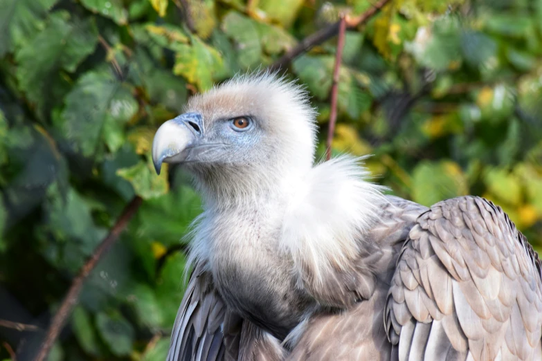 a close up view of a vulture bird with its feathers folded