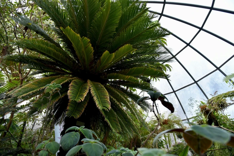 the interior of a big dome house with many plants