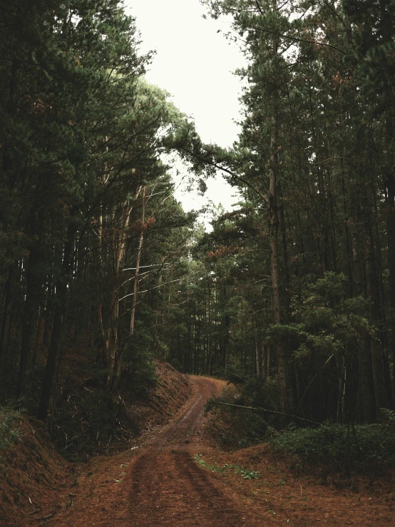 the road in the forest is empty with no people