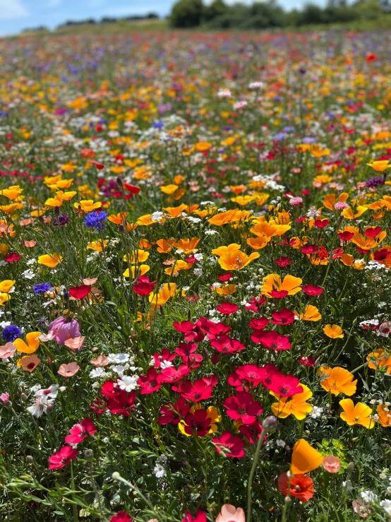 wild flowers in the desert is everywhere