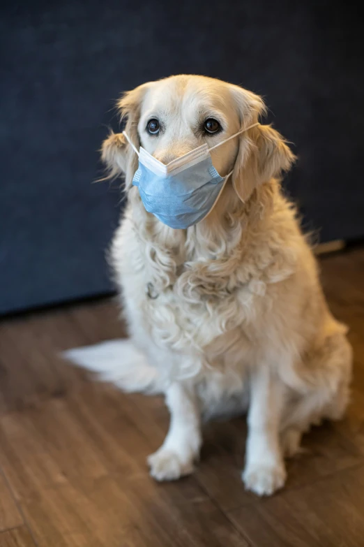 a dog wearing a face mask looking at the camera