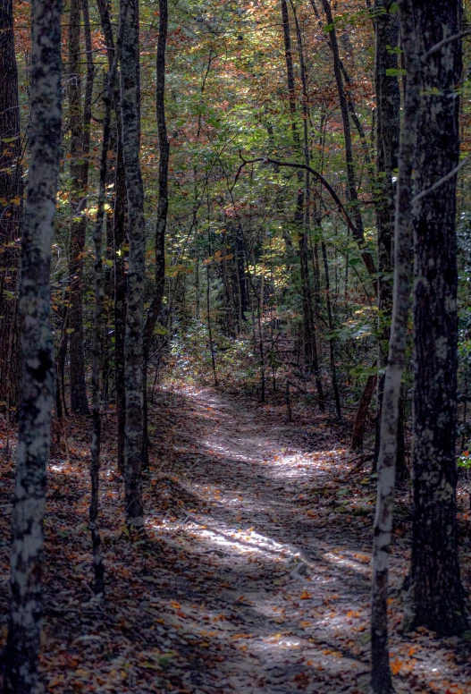 the trees and leaves in the forest are changing colors