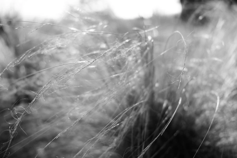 an insect is flying over some grass