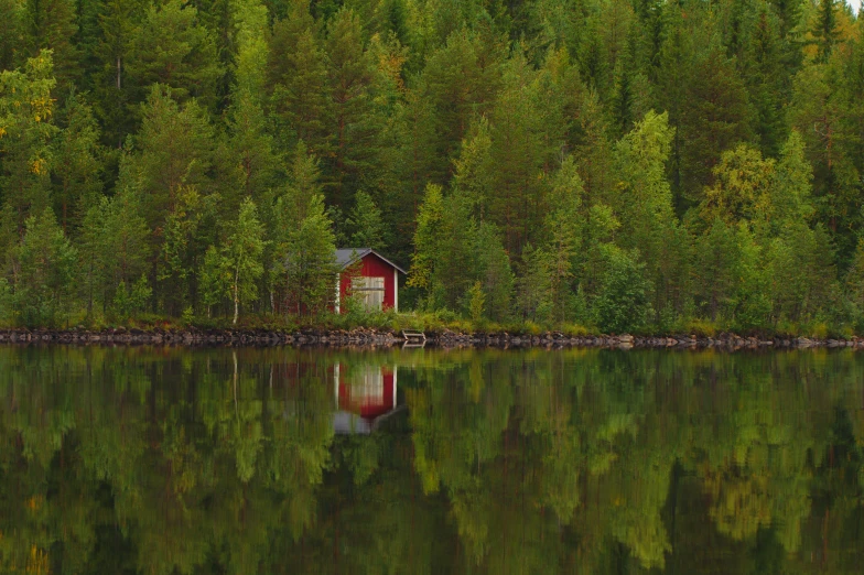 a body of water surrounded by green forest