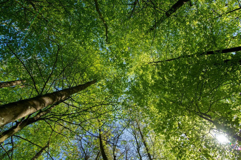 the sun shines through the leaves of tall trees