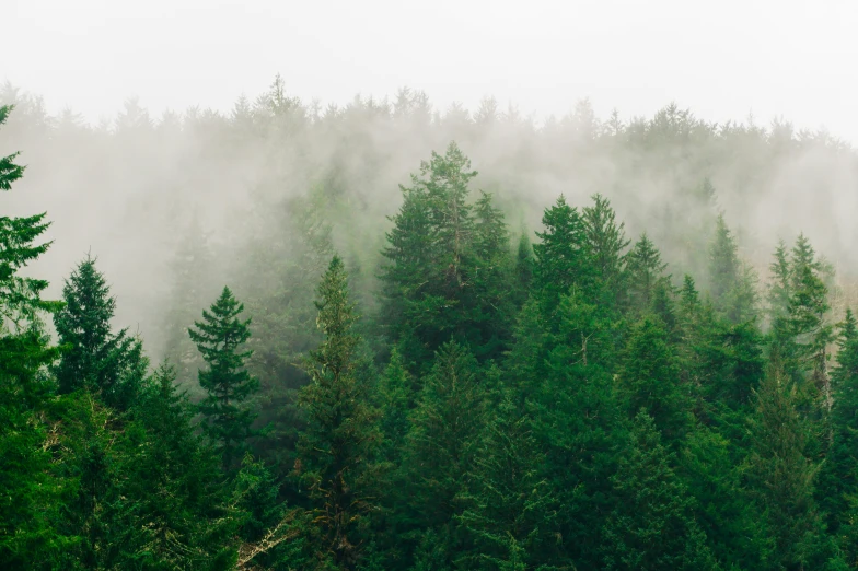 a plane flying over a forest with fog