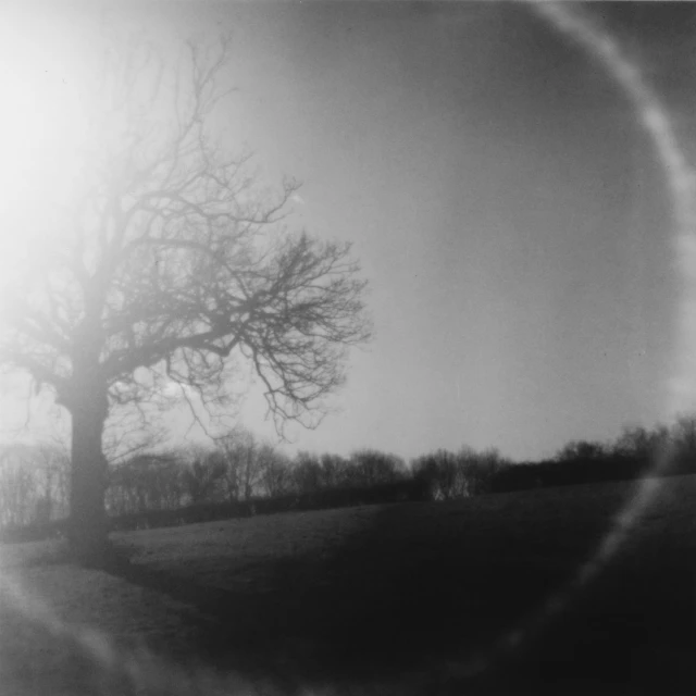 a very big tree in the middle of a field