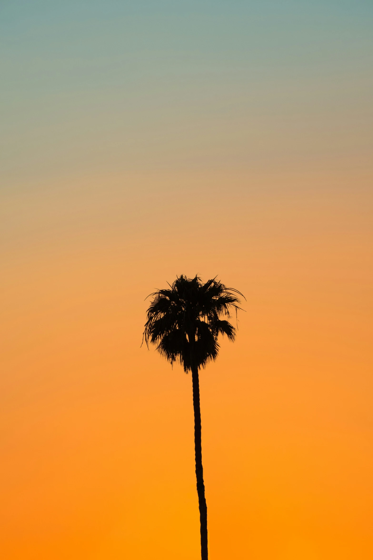 a single palm tree at sunset with an orange and yellow sky