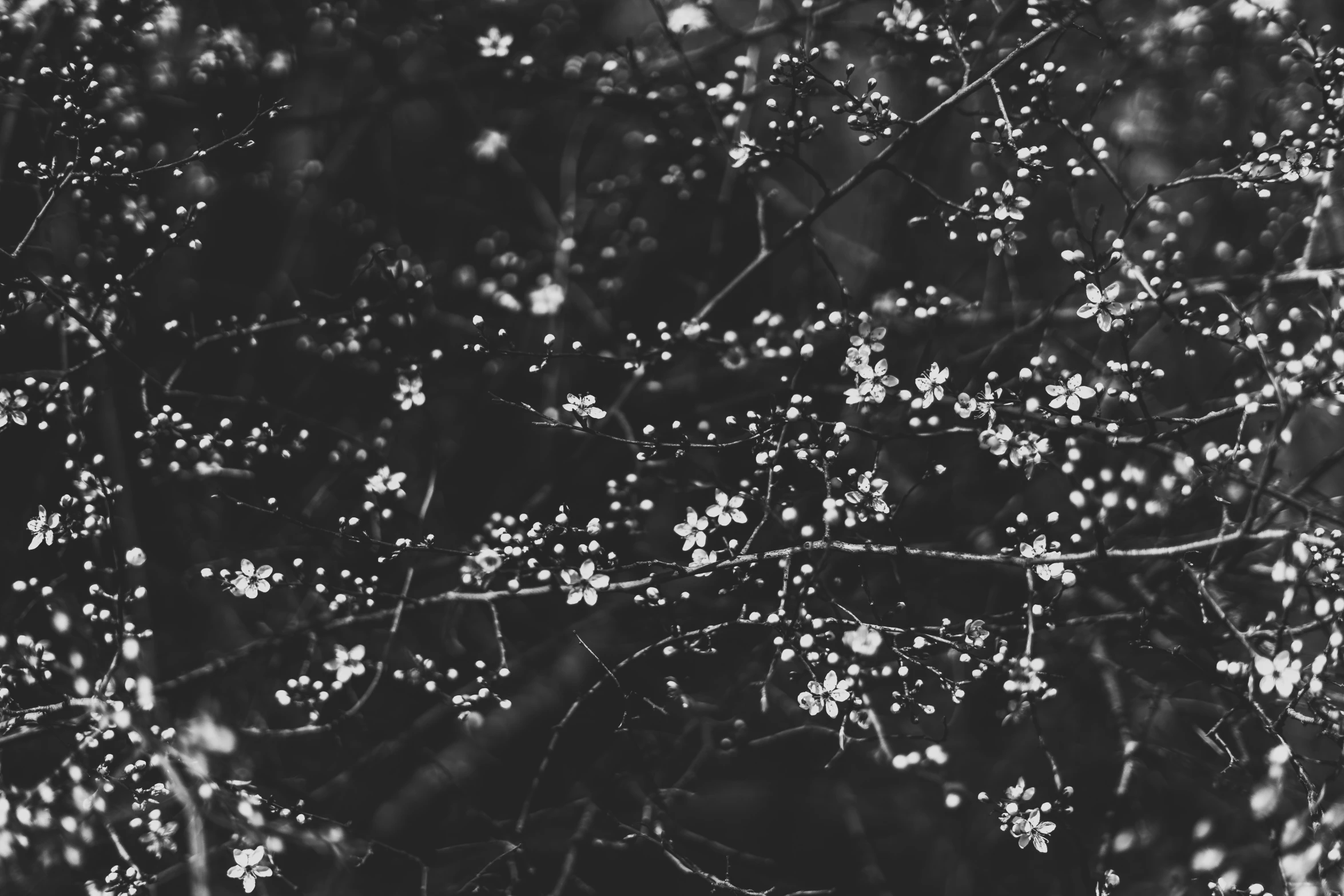 black and white po of leaves on a tree