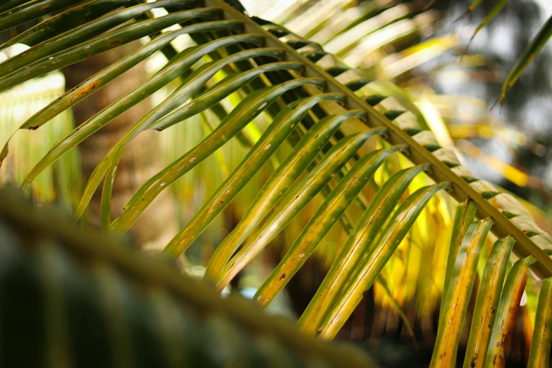 the back side of a palm tree with water droplets