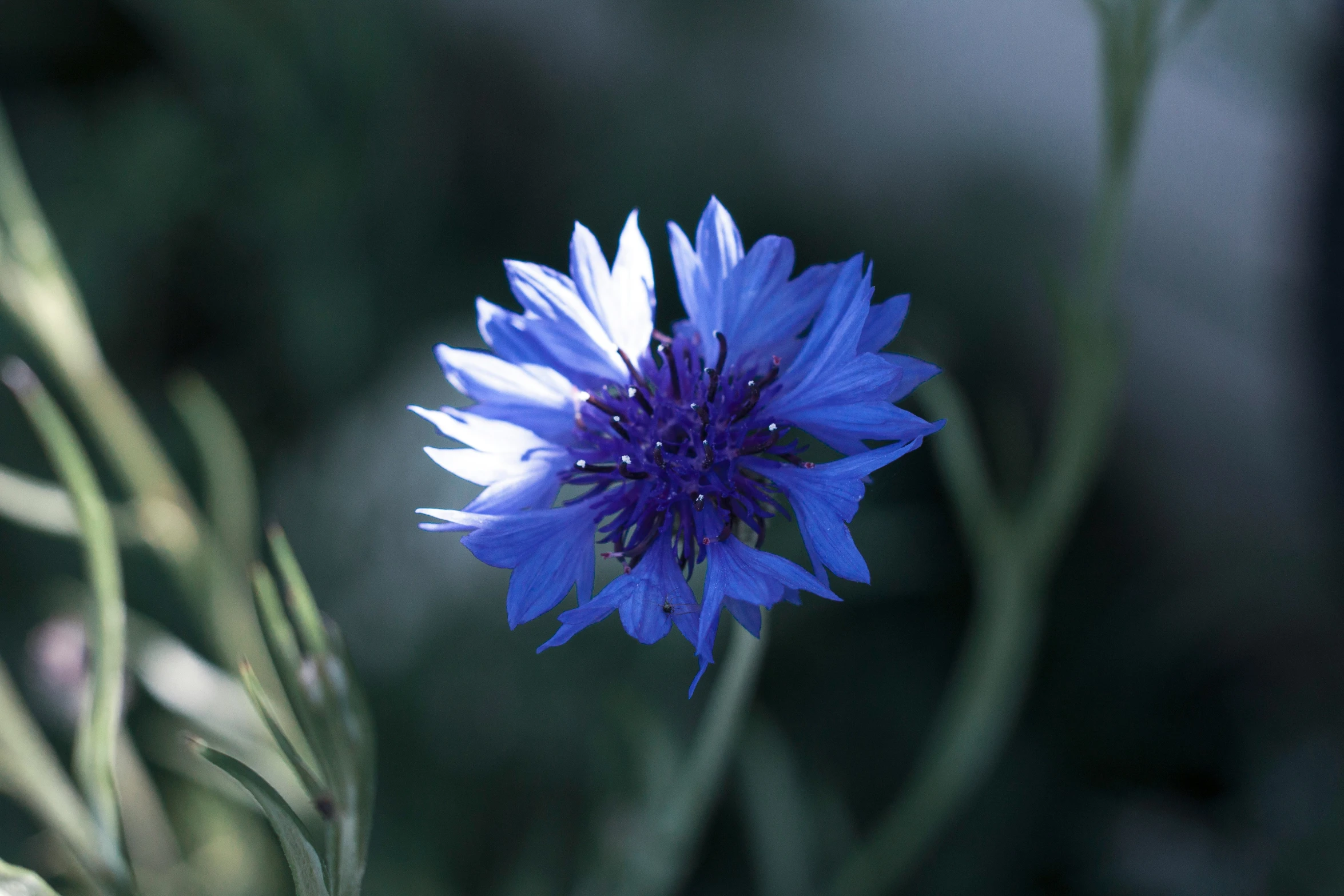 a close up po of a blue flower with grass in the background