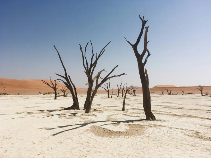 a barren area with a few dead trees and sp vegetation