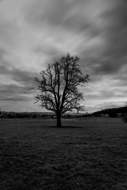 black and white po of tree in an open field