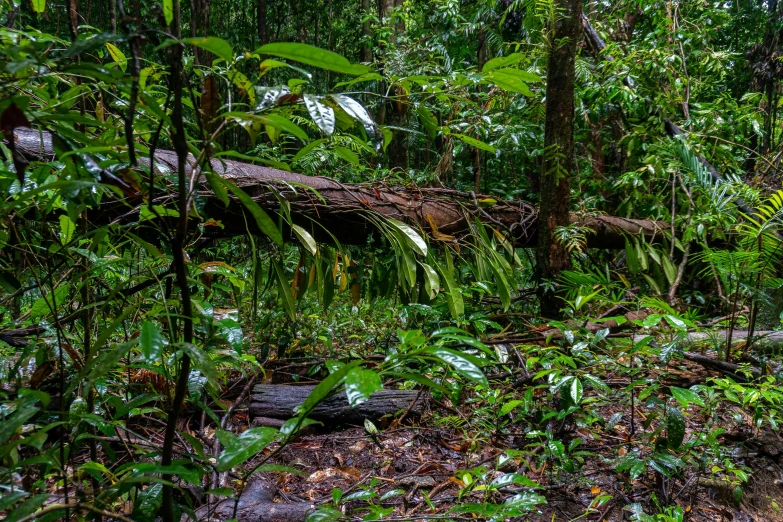 a elephant is in the middle of the dense forest