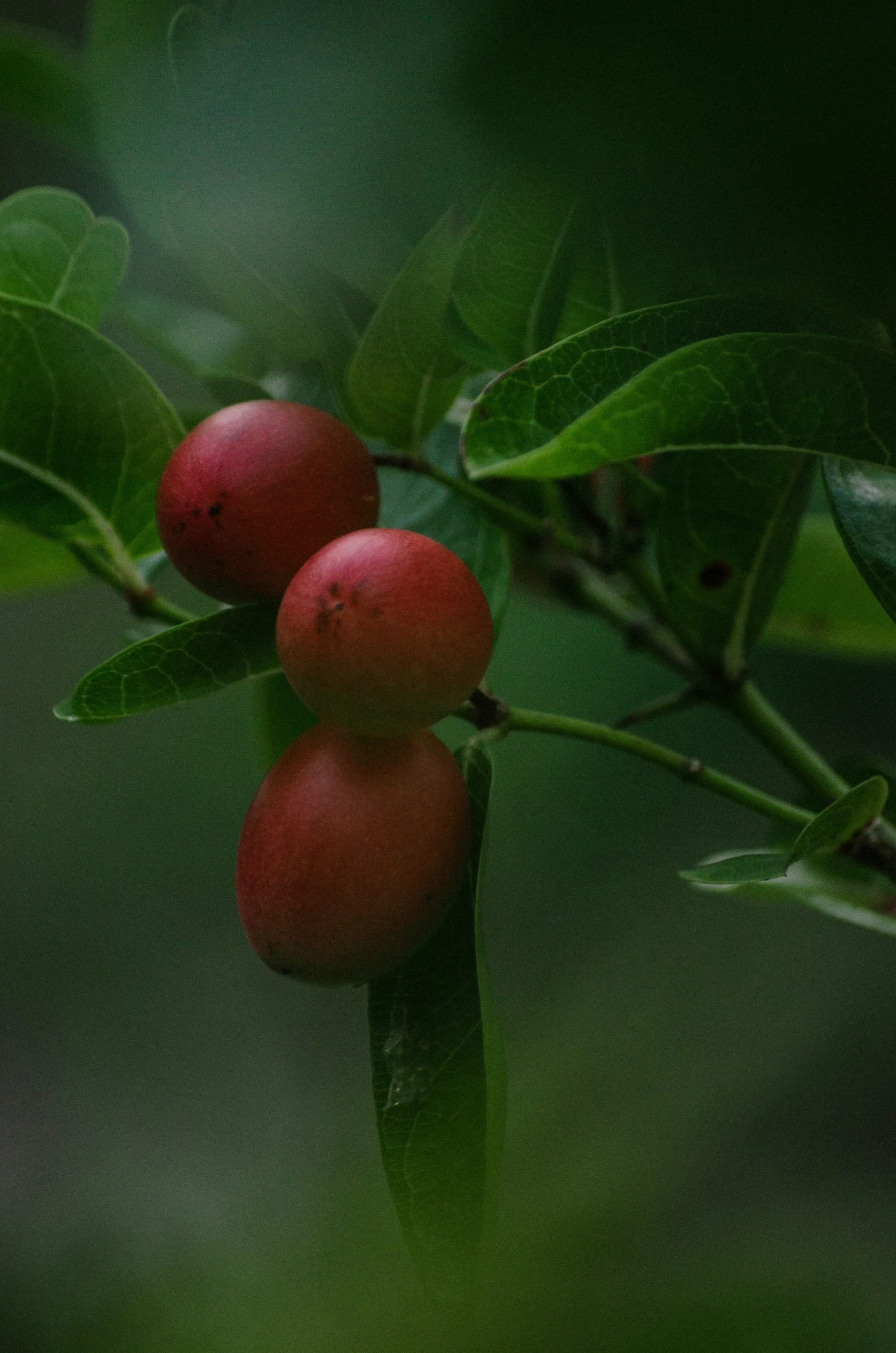 a nch with small fruits growing on it