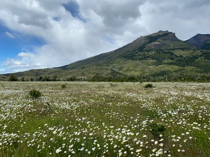 a field of flowers with mountains in the background