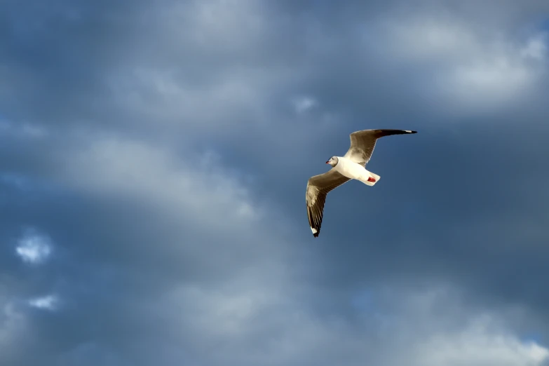 a large white bird flying in a cloudy sky
