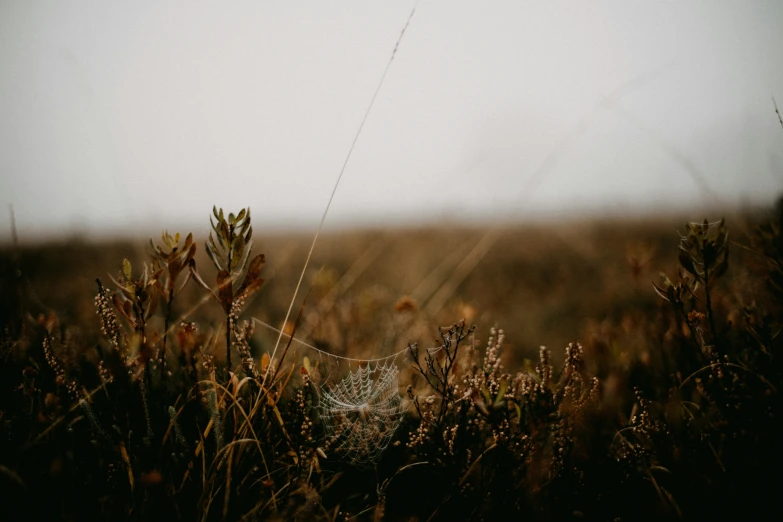 a close up po of weeds in the distance