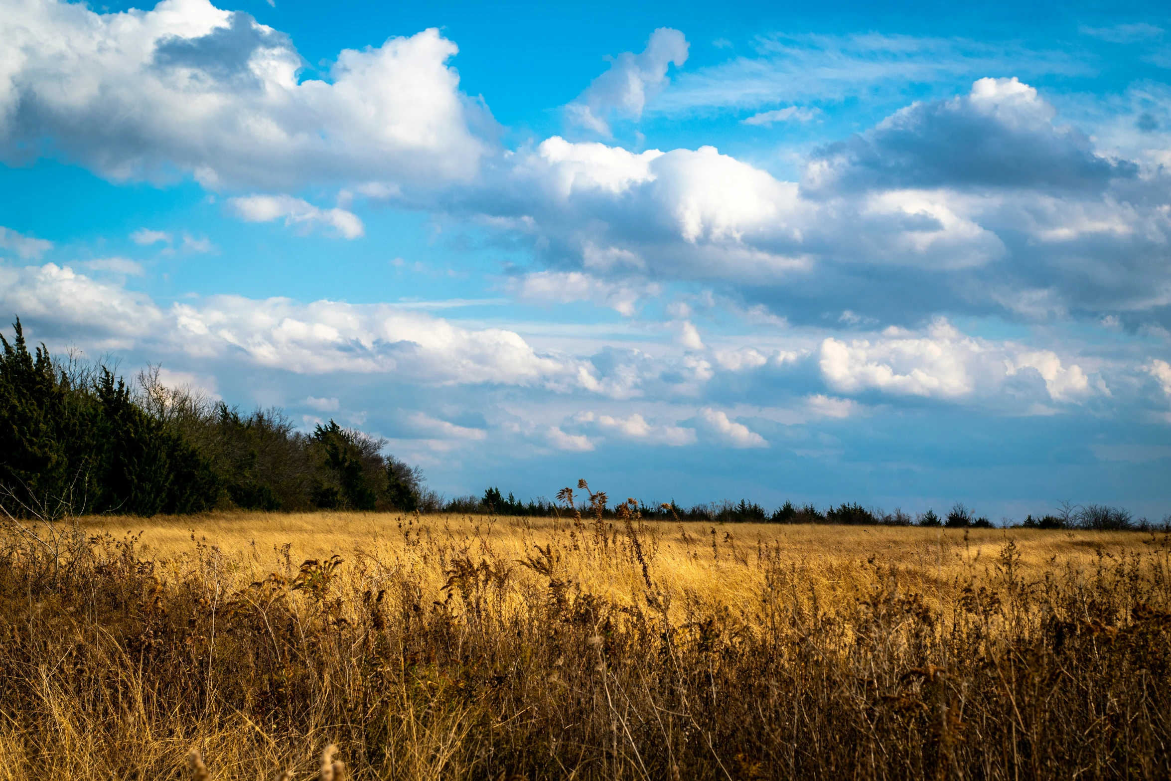 a grassy field with a couple of giraffes on top of it