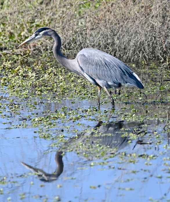 a large bird standing in a shallow body of water