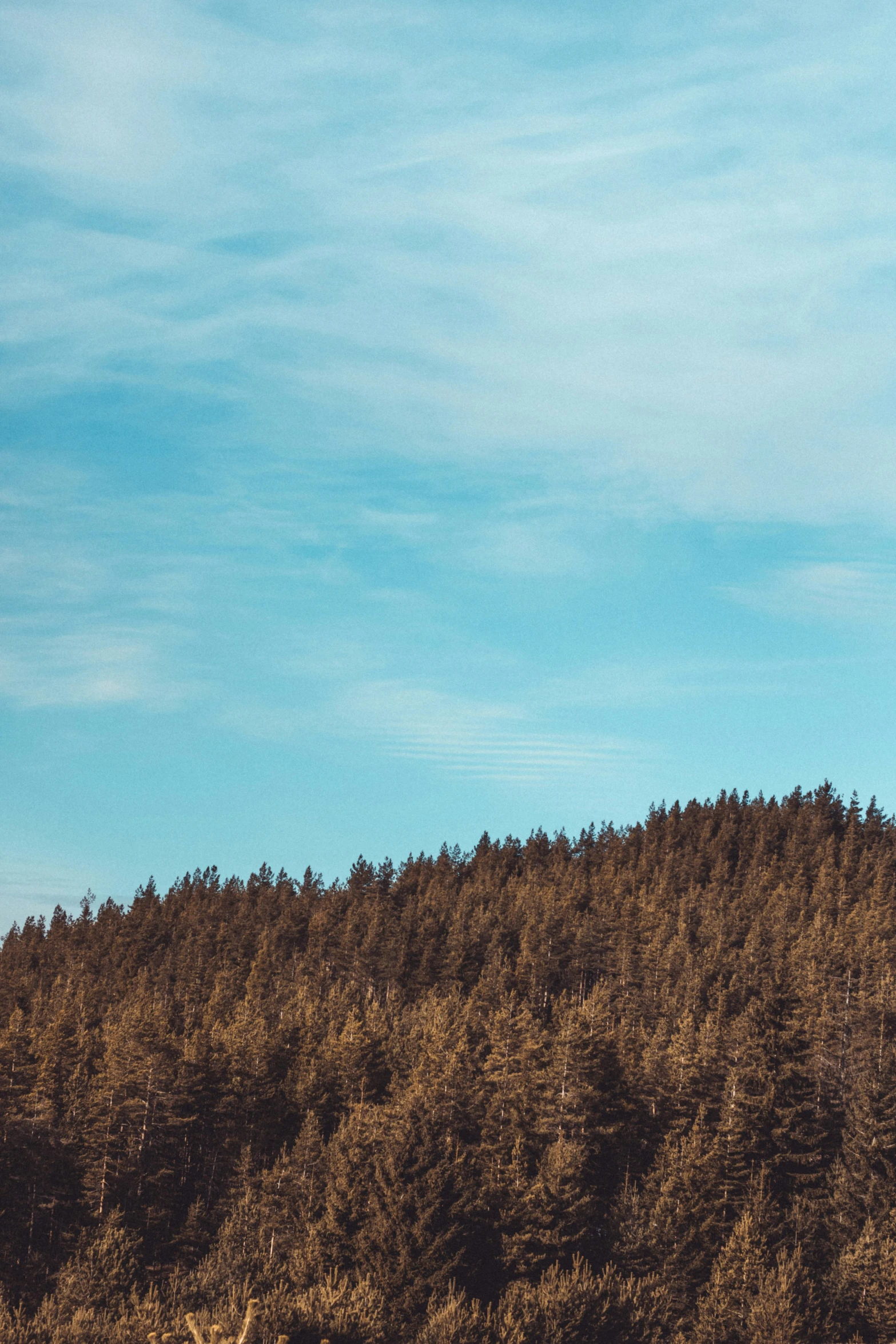 a plane flies over a tree covered mountain range