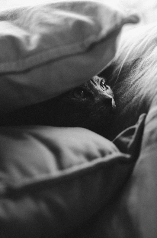 a cat with its head peaking out from under a blanket