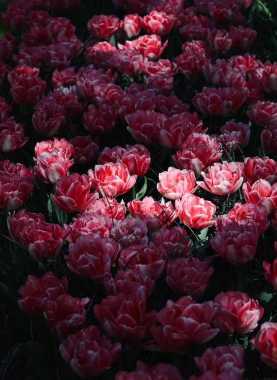 a bunch of red flowers that are in a field