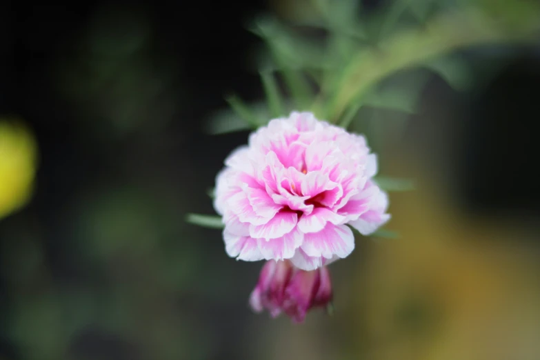 the back view of a pink flower with blurred background