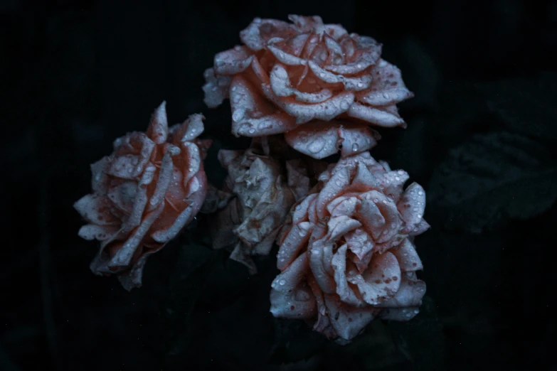 roses that are growing on a black background