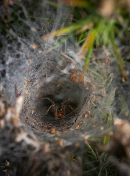 the spider was seen in its web like hole