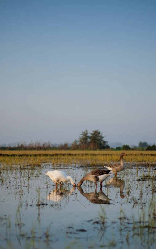 the birds are flying over the water in the marsh