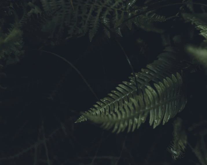 fern leaves growing from dark trees, on black night