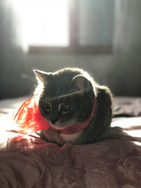 there is a cat sitting on the bed