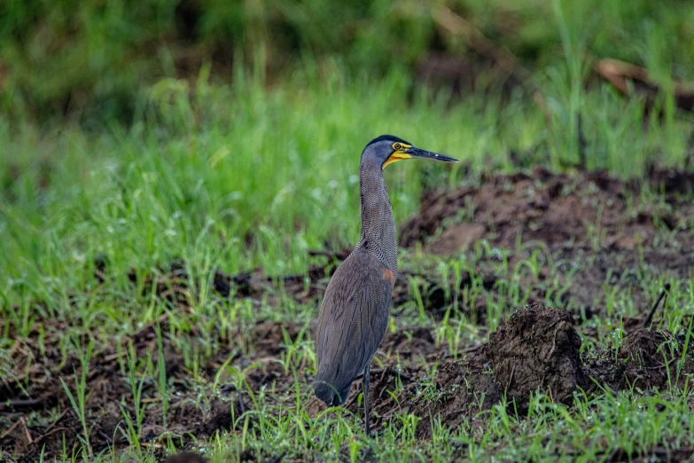 the bird is standing alone in the grass