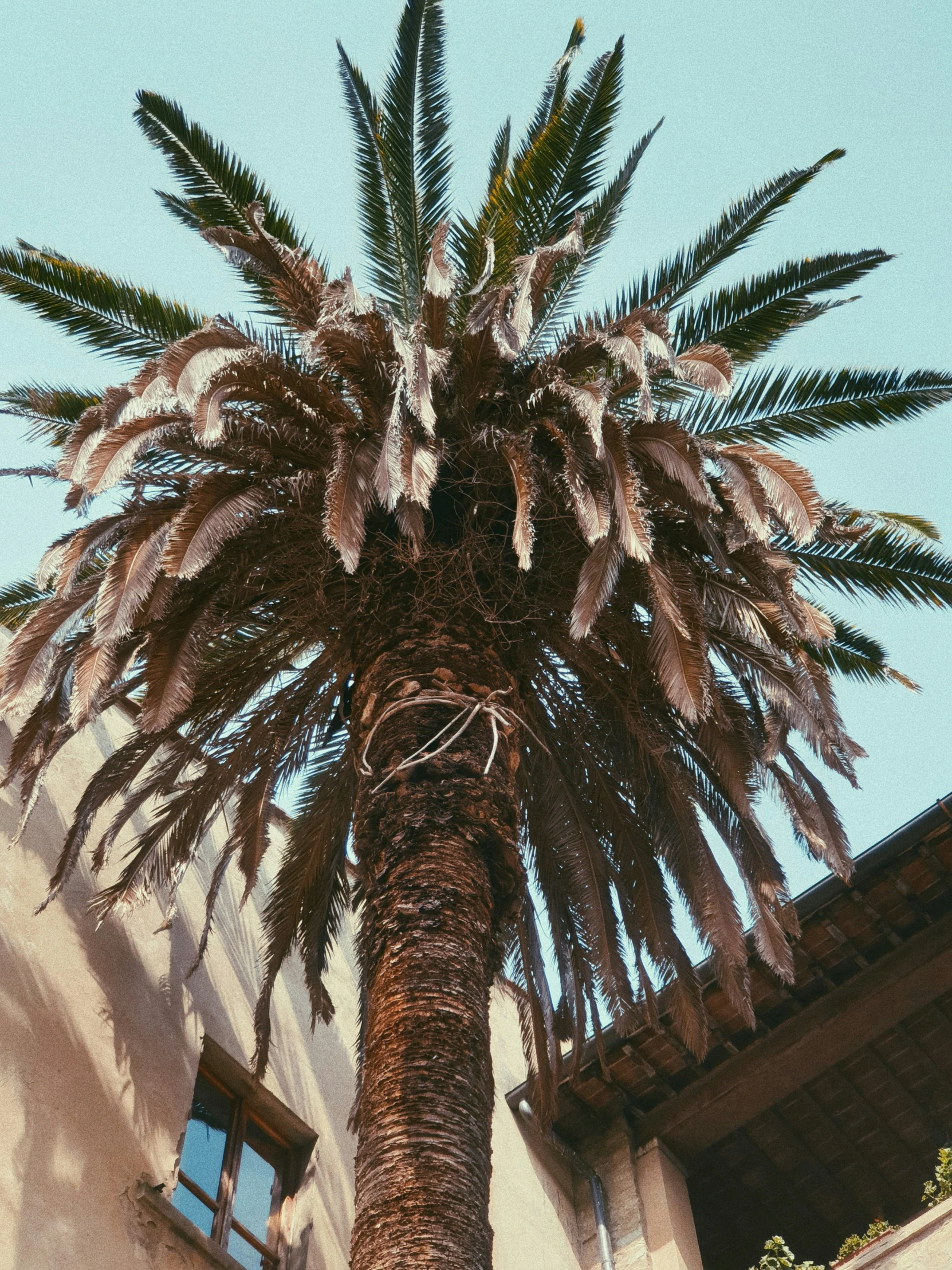 there is a palm tree with a blue sky in the background