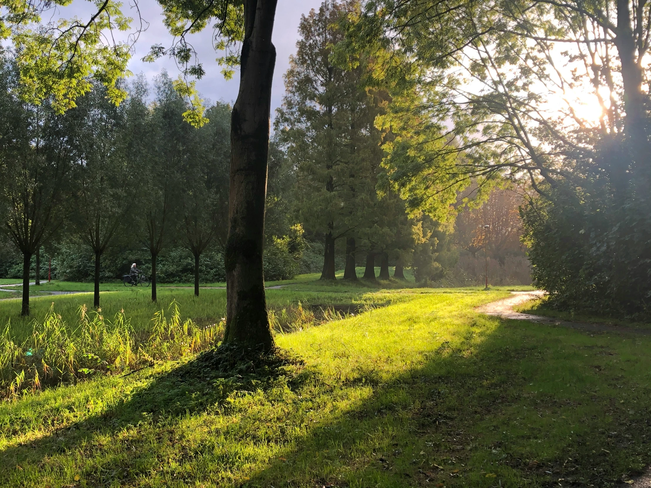 the sun is shining down on a grassy area