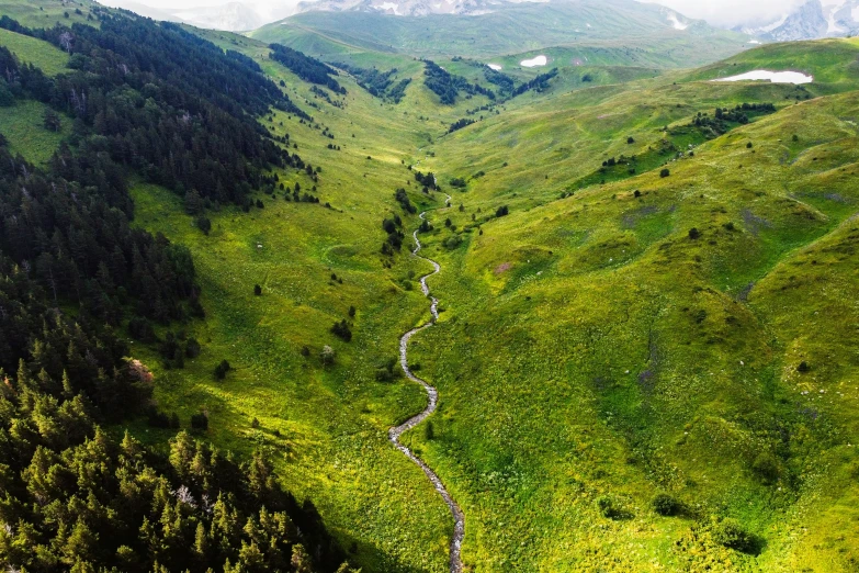 a very lush green mountain with some pretty flowers