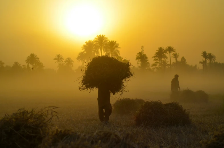 a man standing in the field holding up hay at sunset