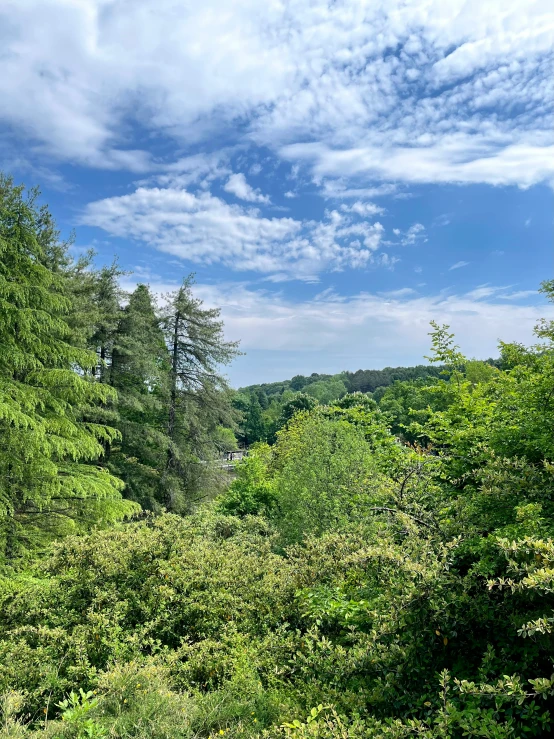 trees, bushes and a field beneath a cloudy sky