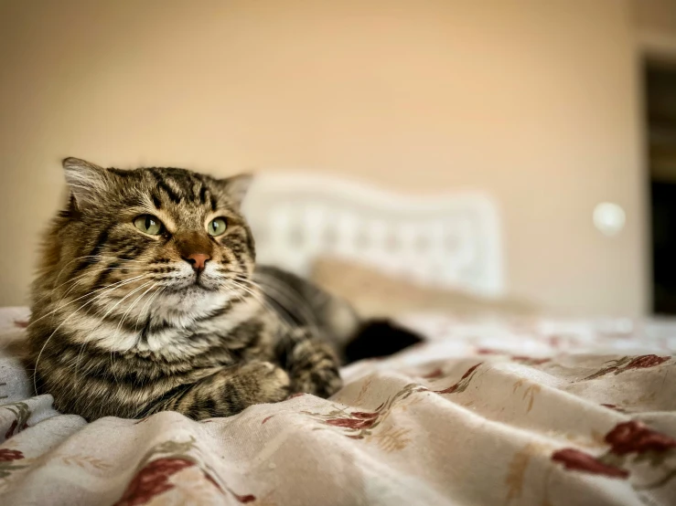 a gray and black cat laying on top of a bed