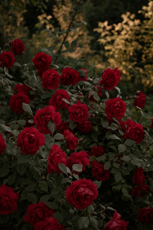 red roses are blooming in the garden