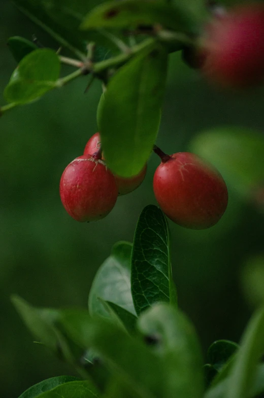 berry on tree with leaves in blurry background