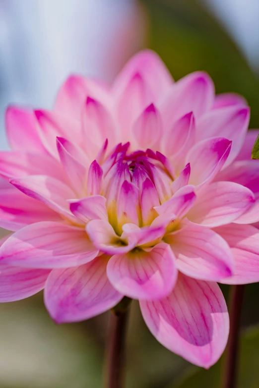 a pink flower is shown with its petals open