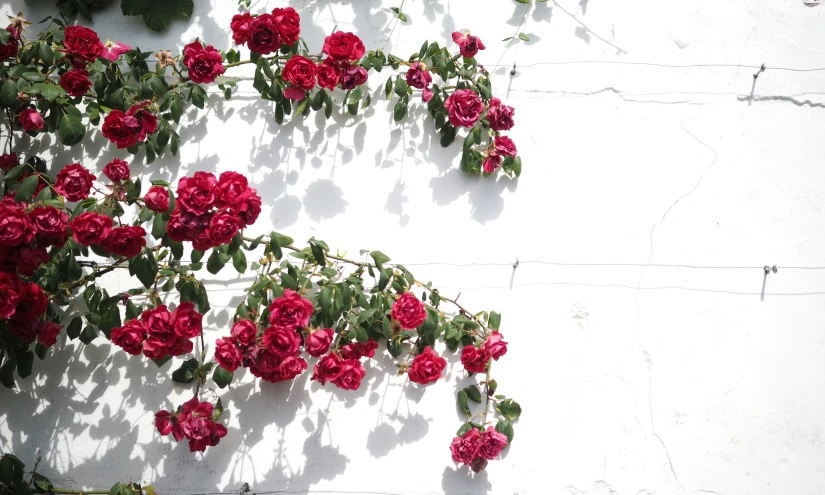 an artistic po of red flowers growing on a wall