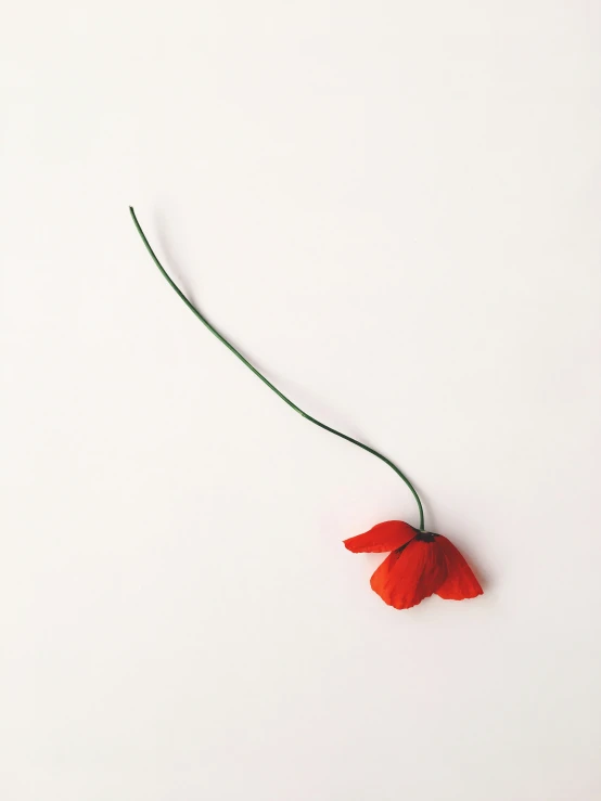 a single flower laying in the middle of a white background