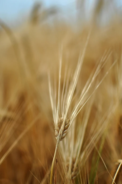 a close up of a wheatfield with only one stalk still in focus