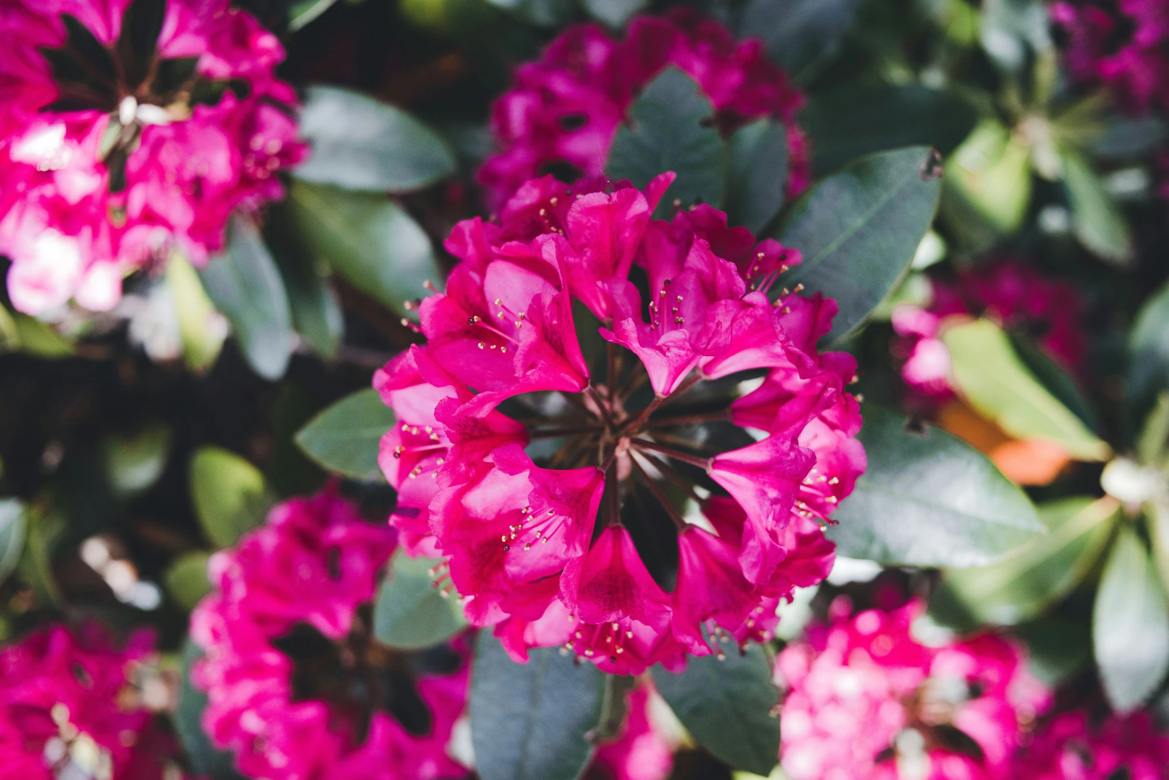 the pink flower is blooming in the green leafy area